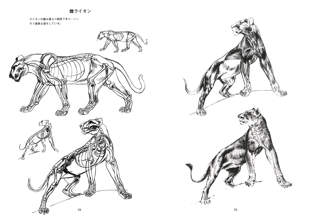 動物画の描き方 マール社