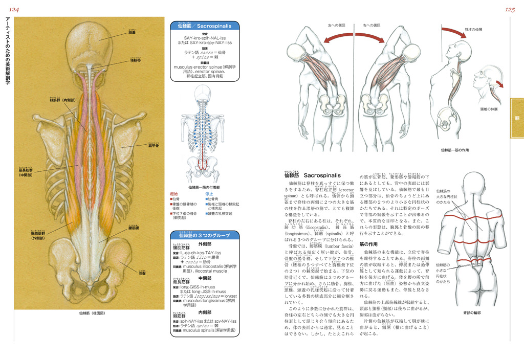 アーティストのための美術解剖学 マール社