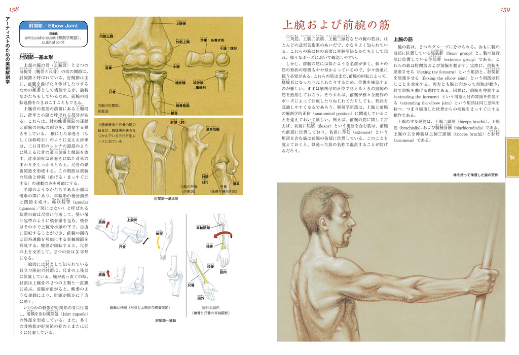 アーティストのための美術解剖学 マール社