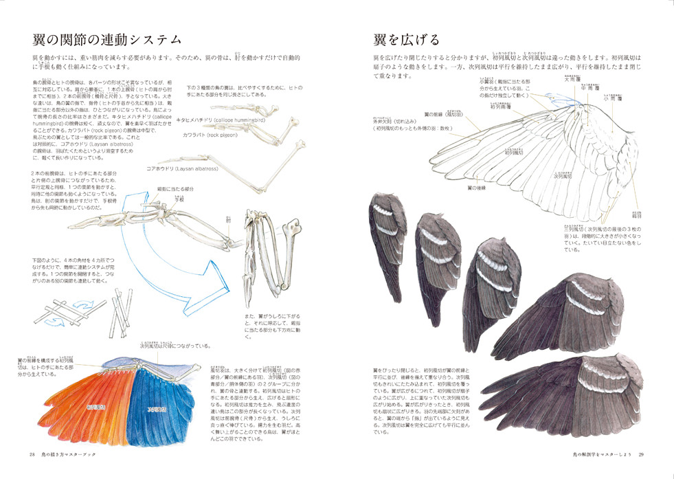 鳥の描き方マスターブック マール社