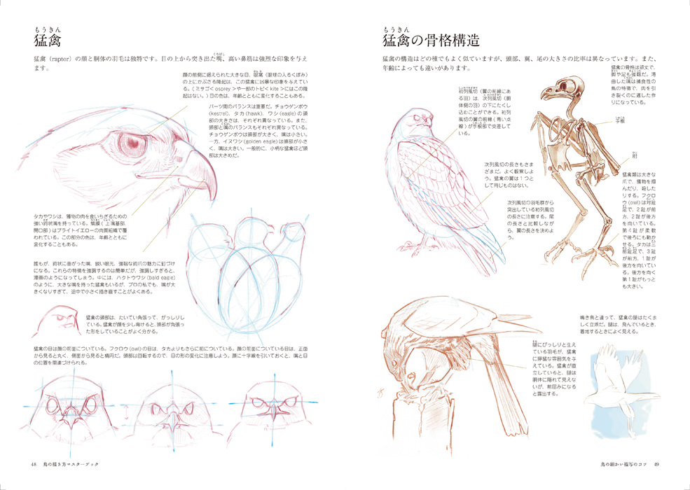 鳥の描き方マスターブック マール社