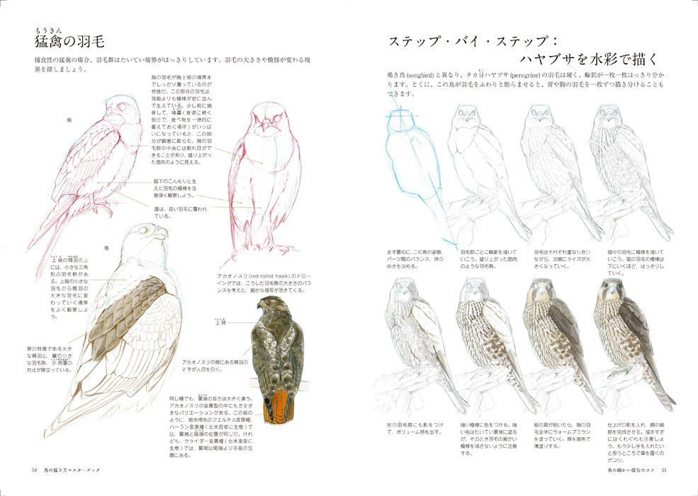 鳥の描き方マスターブック マール社