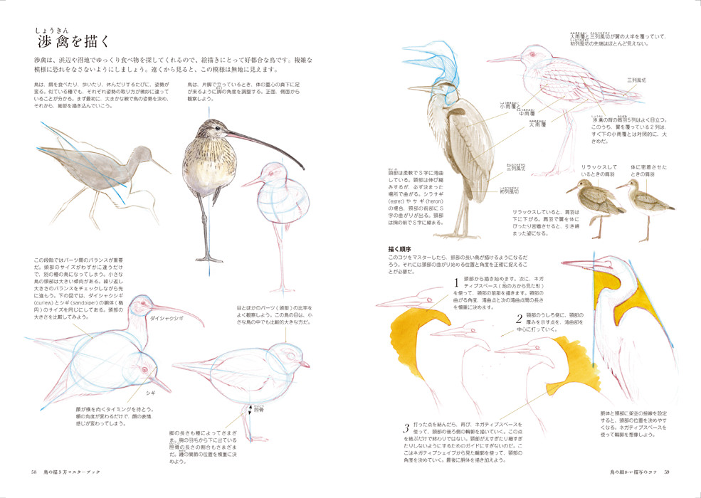 鳥の描き方マスターブック マール社