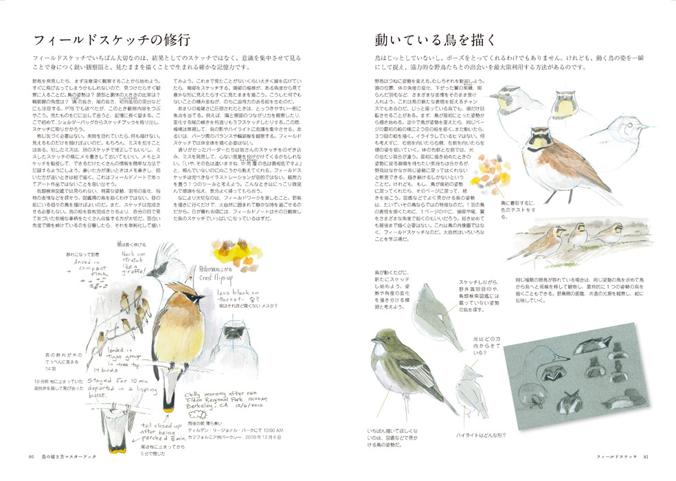 鳥の描き方マスターブック マール社