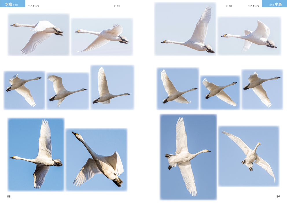 絵を描くための鳥の写真集 マール社