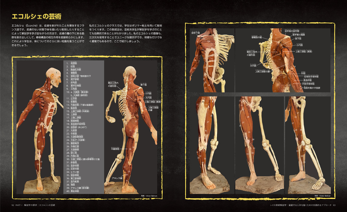レイの美術解剖学　マール社